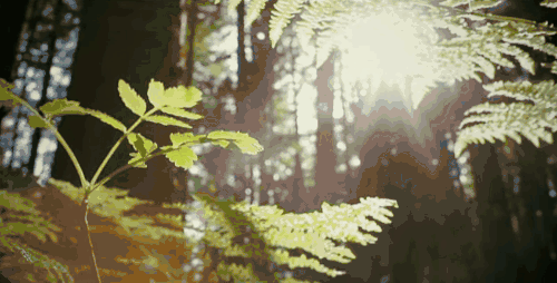 1.gif