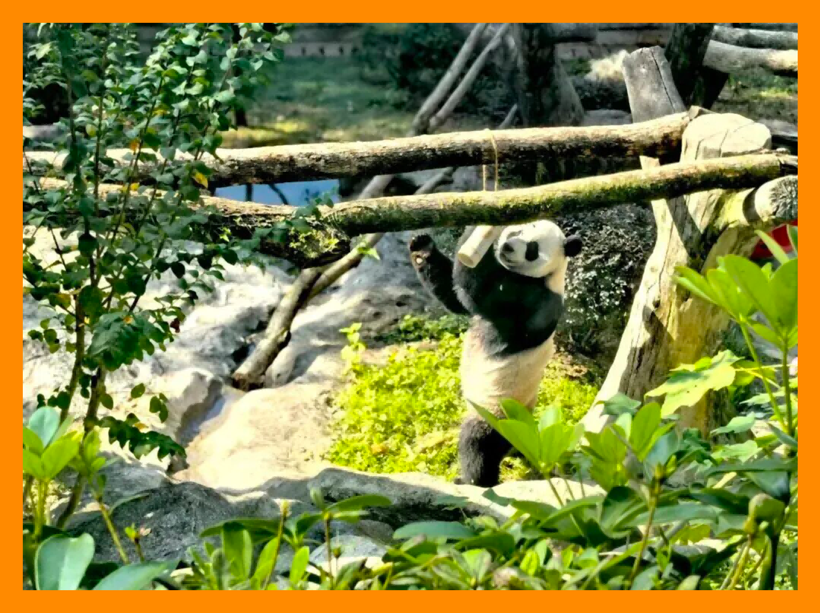 来逛温州国际眼镜展，凭来温机票免费看大熊猫！还有这些福利→